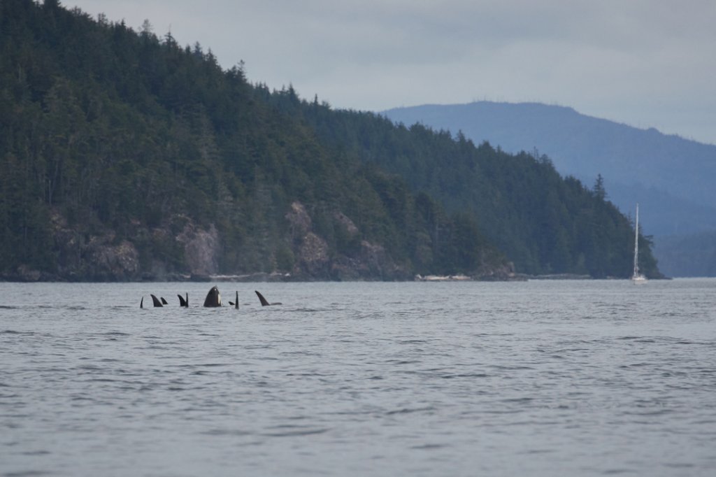 Orcas, Johnstone Strait
